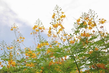 Yellow blooms of Mexican Bird of Paradise pointing up toward the sky.